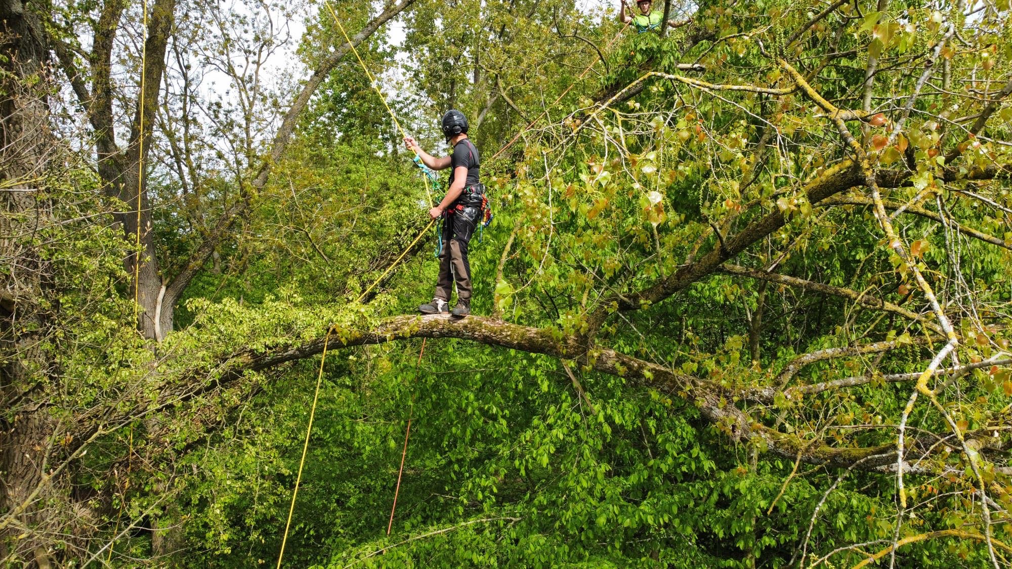 Klimwerken en werken op hoogte in bomen