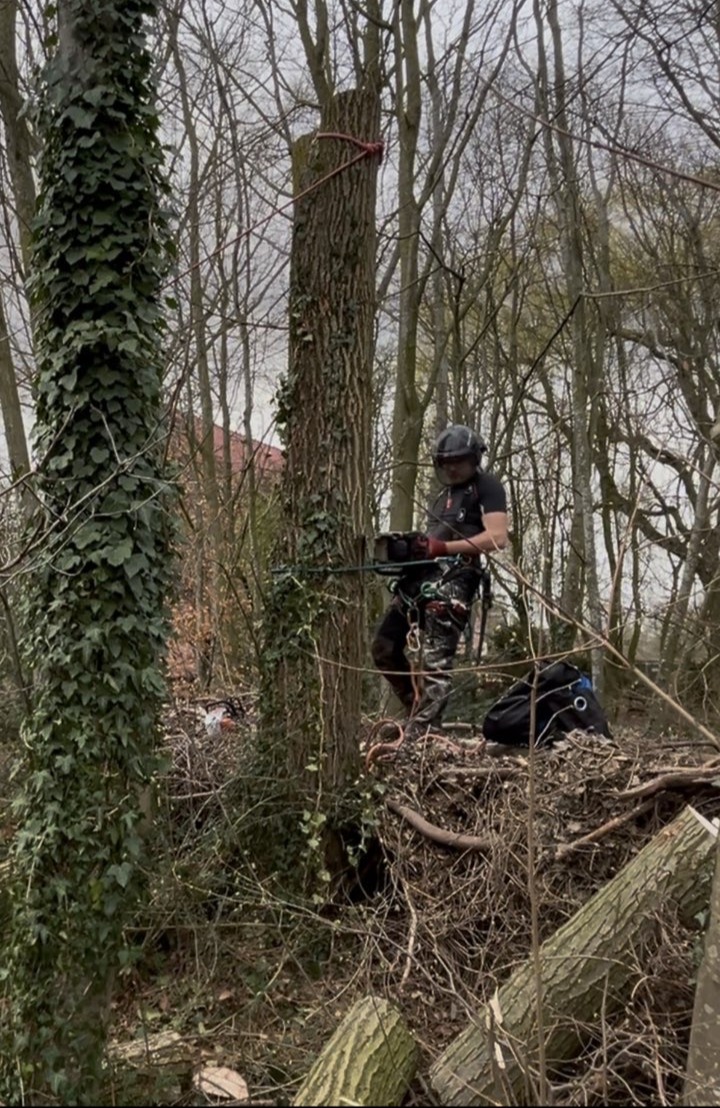 Vellen van bomen door Boomverzorging Senne