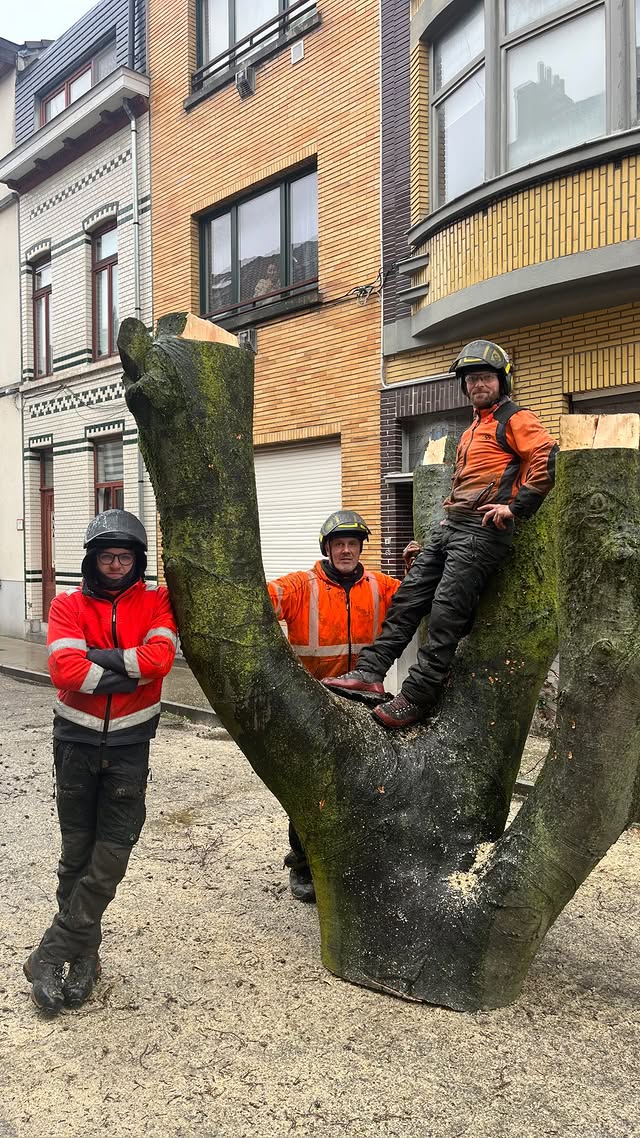 Boomadvies en inspectie op maat