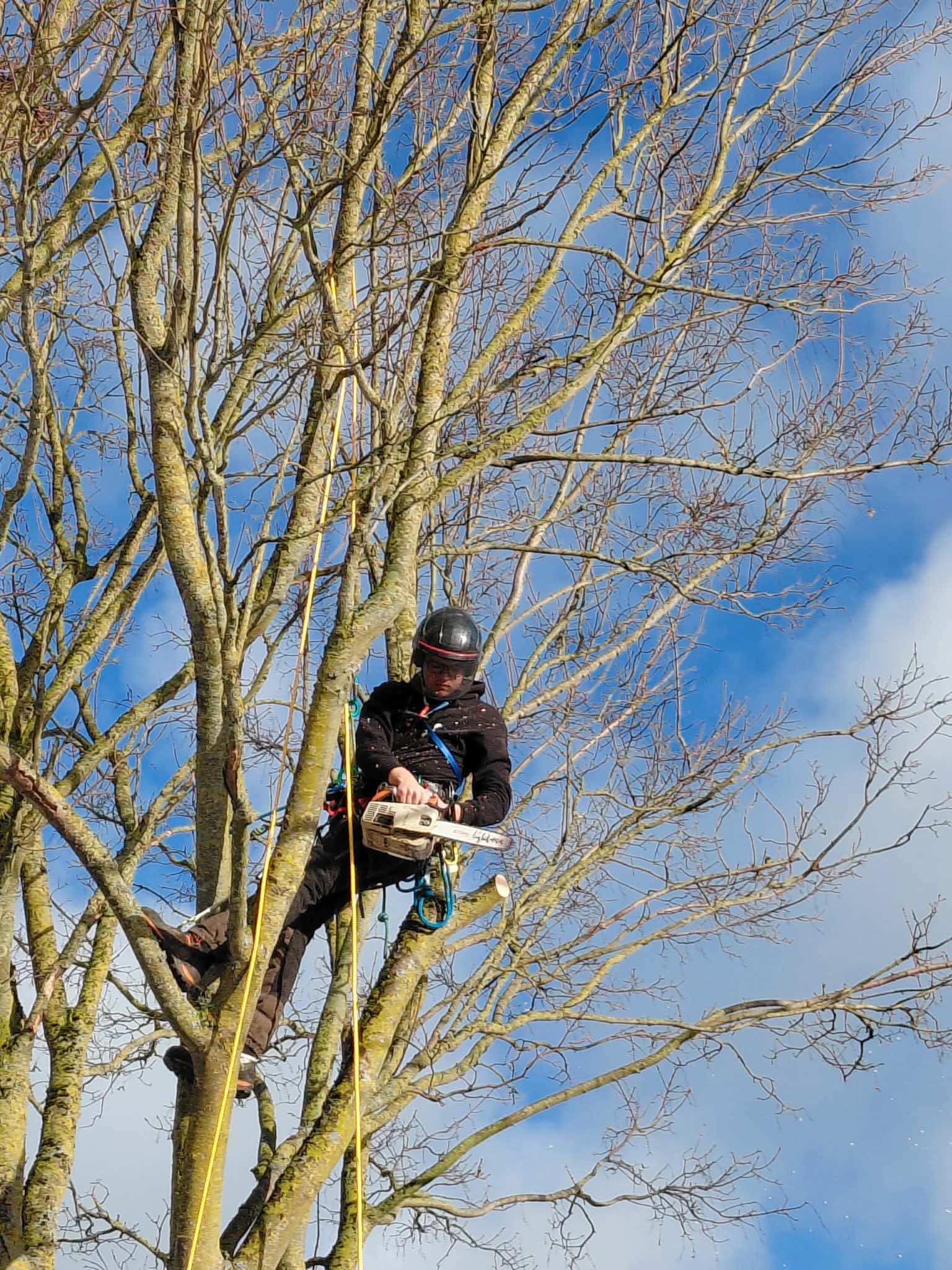 Groenonderhoud Boomverzorging Senne